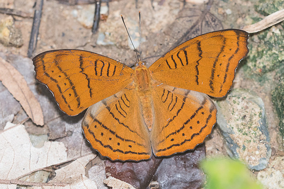 Pseudergolis wedah-1668 - Chiang Dao - 16/11/23