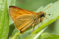 Ochlodes sylvanus-7013 - Sucy en Brie - 7/07/24