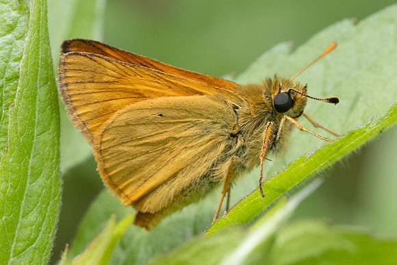 Ochlodes sylvanus-7013 - Sucy en Brie - 7/07/24