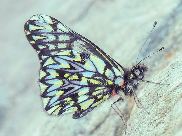 Archonias philoscia incertina-1000471 - Bogota - 1/05/19