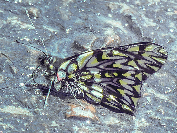 Archonias philoscia incertina- Bogota - 1/05/19