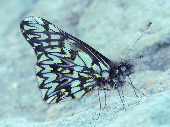 Archonias philoscia incertina-1000478 - Bogota - 1/05/19