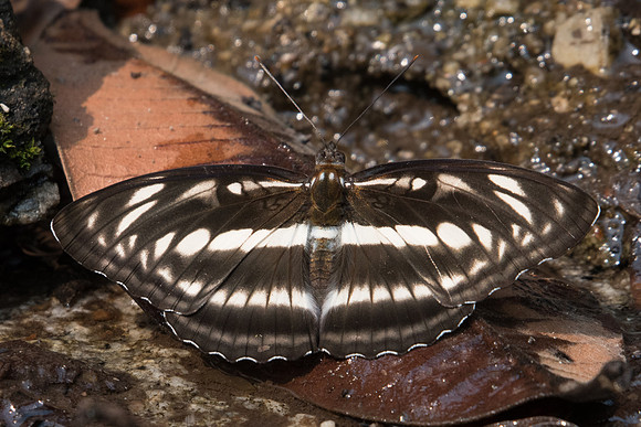 Athyma selenophora ♀ -2839 - Doi-Suthep - 8/03/23