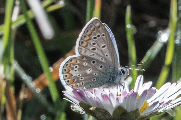 Polyommatus celina-7783 - Montejaque
