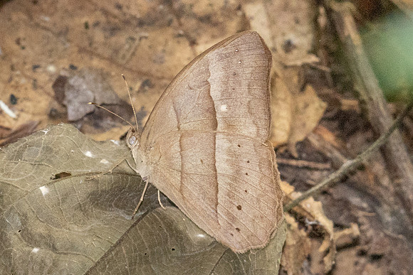 Mycalesis mnasicles-2005 - Chiang Dao - 18/03/24