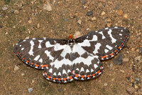 Callidulides