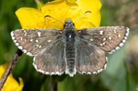 Pyrgus cacaliae-9711 - Col d'Agnel - 22/06/25