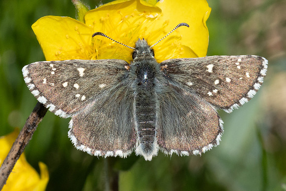 Pyrgus cacaliae-9711 - Col d'Agnel - 22/06/25