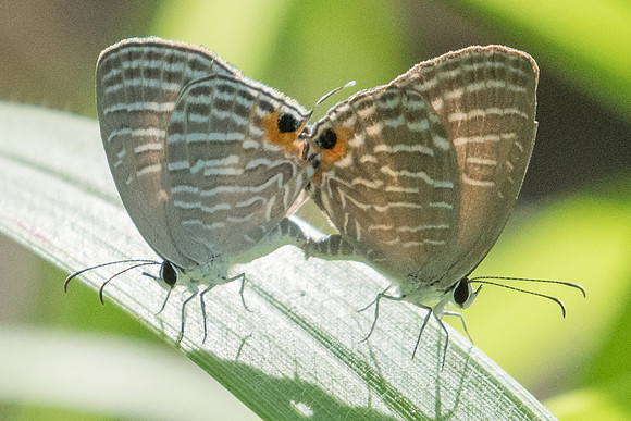 Jamides pura id--2926 - Koh Samui - 19/03/23