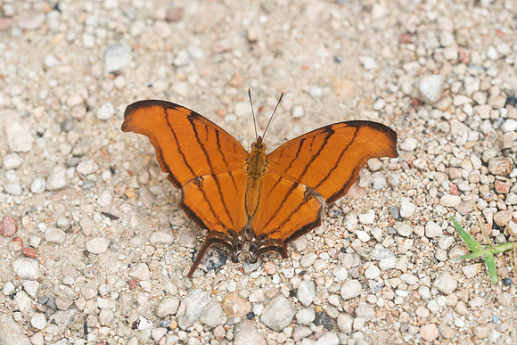 Marpesia petreus-1768