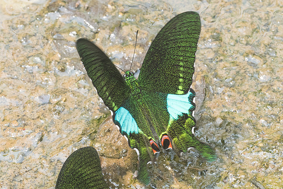 Papilio paris-1057 - Chiang Dao - 11/03/23