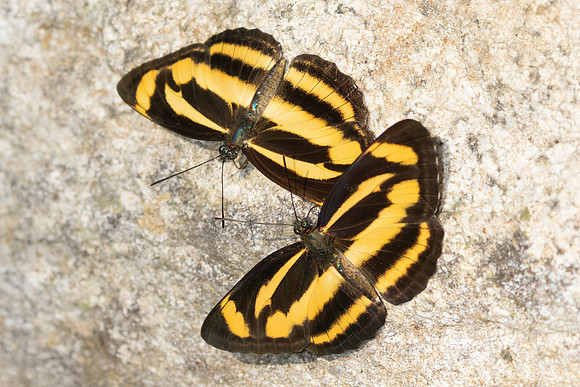 Neptis zaida-3689- Doi Inthanon - 23/03/25