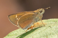 Caltoris cahira-2966 - Doi Suthep - 21/03/25