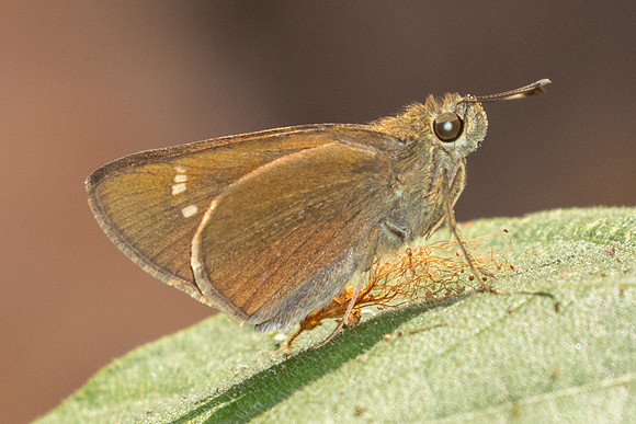Caltoris cahira-2966 - Doi Suthep - 21/03/25