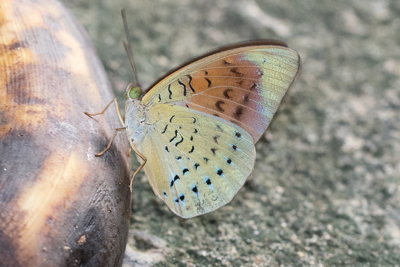 Tanaecia julii-7424 - Krabi -28/11/23