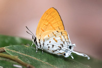 Drupadia ravindra-6723 - Doi-Suthep 14/03/23