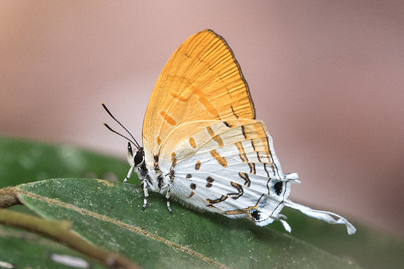 Drupadia ravindra-6723 - Doi-Suthep 14/03/23