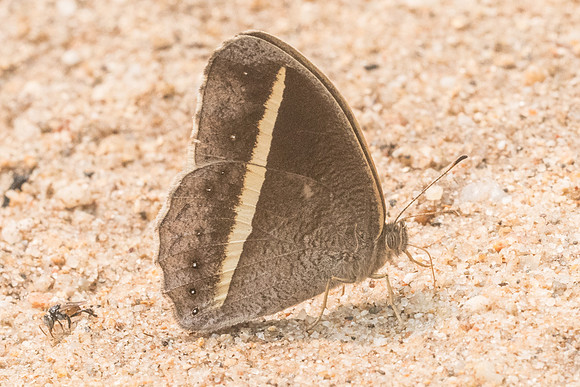 Telinga malsara-3657 - Chiang dao - 11/03/23