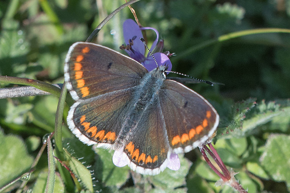 Aricia cramera-8450 - Ronda - 10/03/22