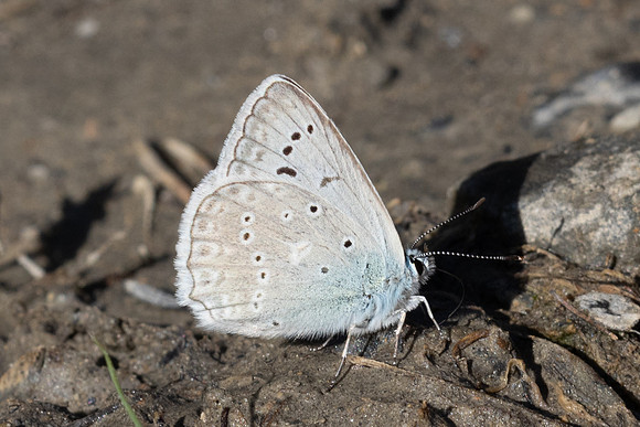 Polyommatus daphnis ♂-3189