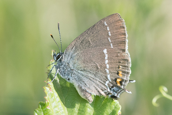 Satyrium spini-6487 - Rimplas - 27/06/21