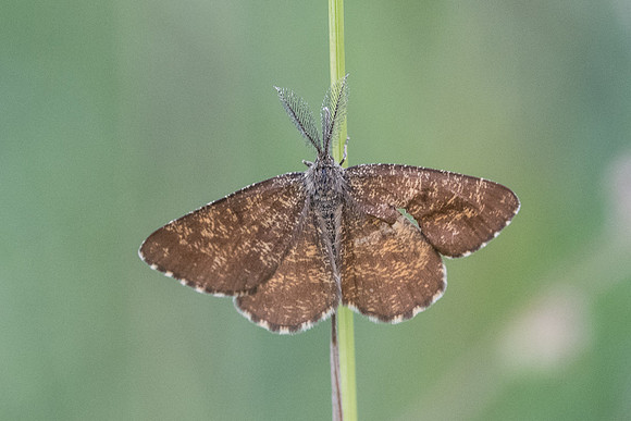 Ematurga atomaria 5009 - Fontainebleau
