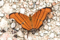Marpesia petreus-1737