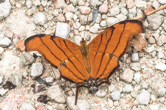 Marpesia petreus-1737