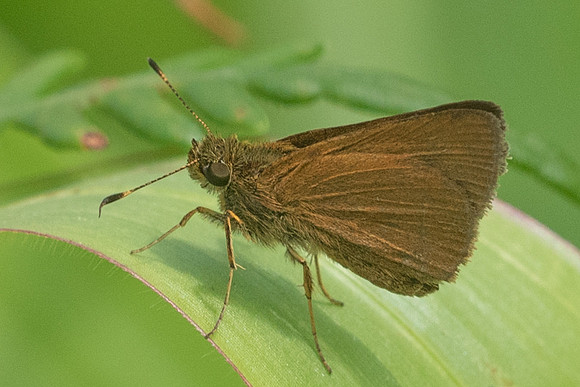 Corticea corticea -6775