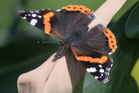 Vanessa atalanta-8551 - Conil de la frontera - 10/03/22