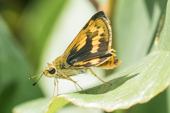 Potanthus confucius-0536 - Doi-Suthep - 13/11/23