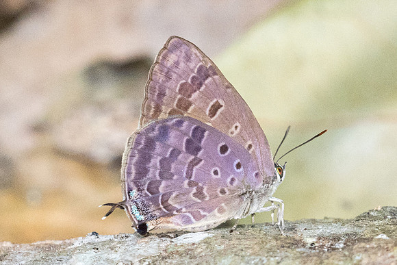 Arhopala aurelia -6517 - Doi-Suthep - 27/03/24