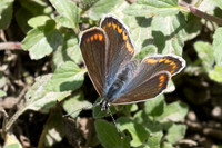 Polyommatus icarus-0052