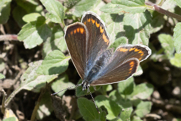 Polyommatus icarus-0052