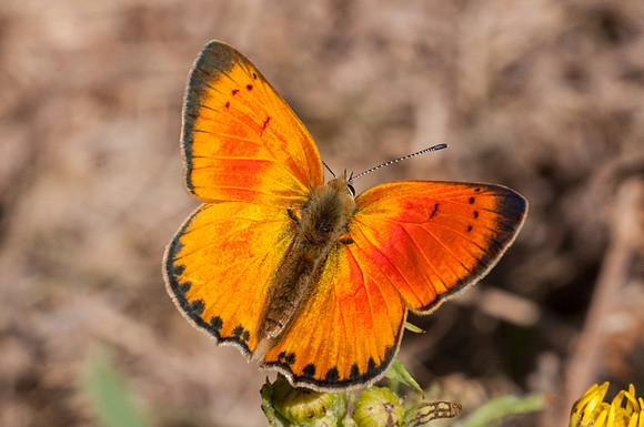 Lycaena virgaureae miegii -3088 - 4/08/13
