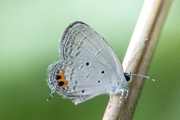 Everes lacturnus -0547- Koh Samui - 18/03/23