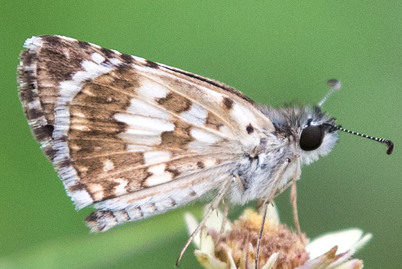 Pyrgus adepta-1630
