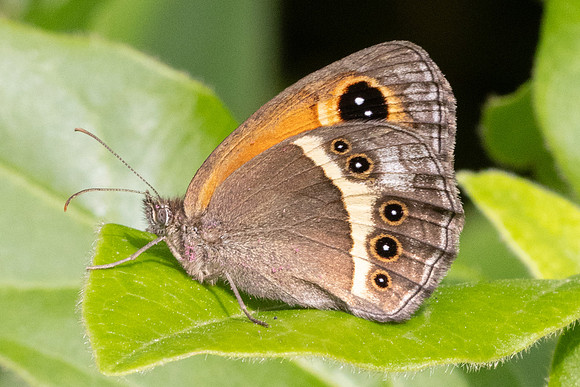 Pyronia bathseba-8915 - Le Beausset - 5/06/25