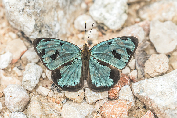 Dynamine postverta-2048