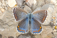 Lysandra bellargus-8168 - Col des seignors - 2/06/25