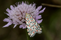 Utetheisa pulchella-8683
