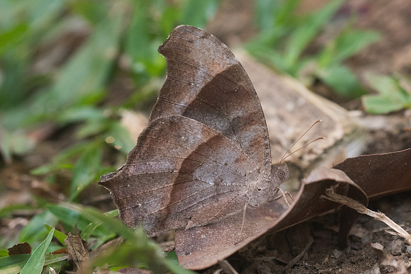 Melanitis leda -2937 - Chiang dao - 12/03/23