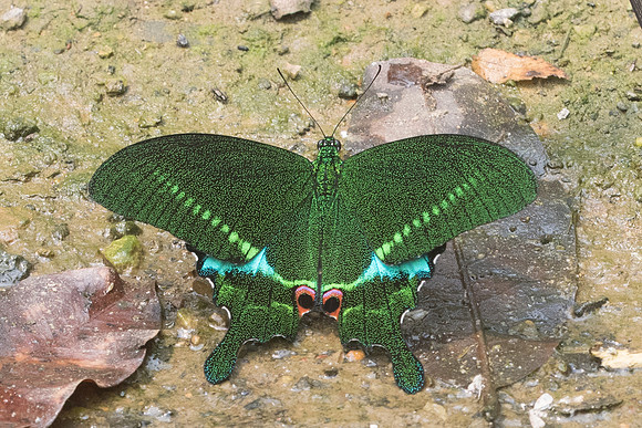 Papilio paris-0817 - Chiang Dao 11/03/23