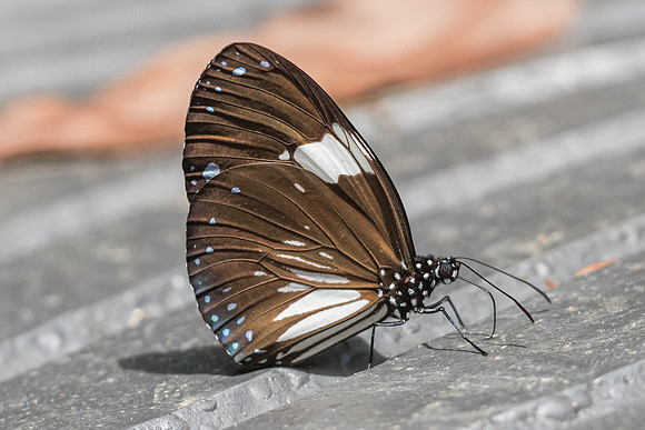 Euploea radamanthus radamanthus-7250