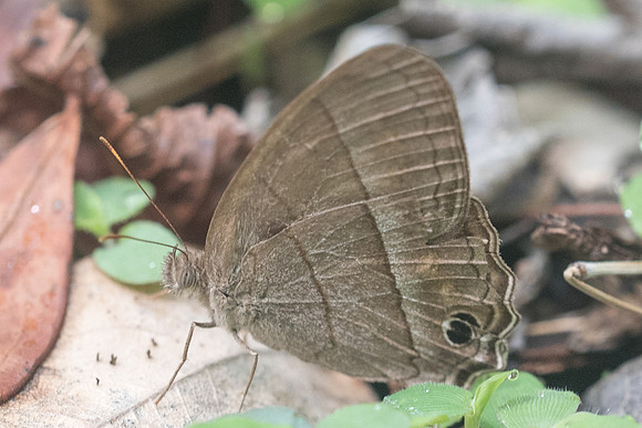 Cissia similis-1226