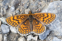 Melitaea celadussa-0008