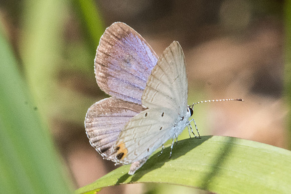 Everes lacturnus lacturnus-9244- Koh Samui - 16/03/23