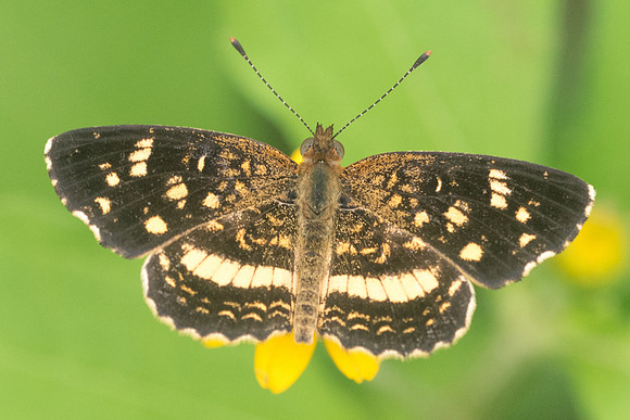 anthanassa tulcis-1181