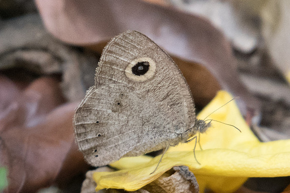 Ypthima sp-7634 - Chiang Dao 10/03/23