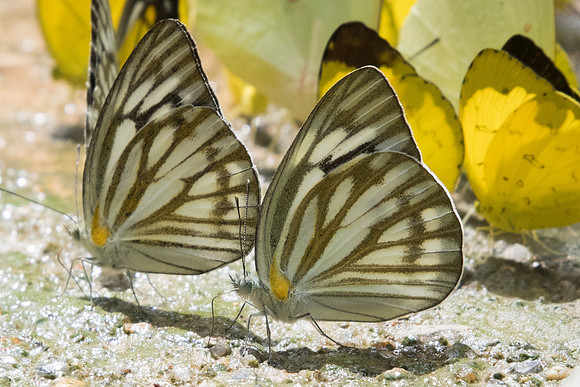 Cepora nerissa-5946 - Phanom Bencha Mountain Resort - 24/11/23